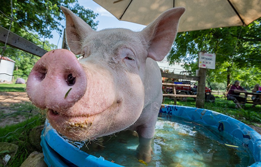 pig standing in pool