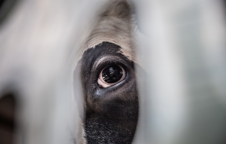 animal eye looking through opening