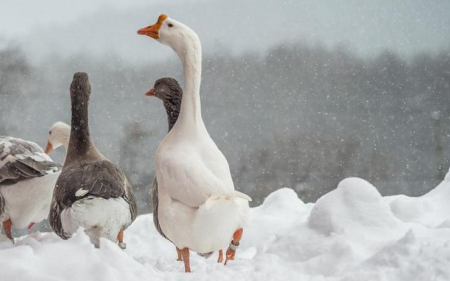 geese in snow