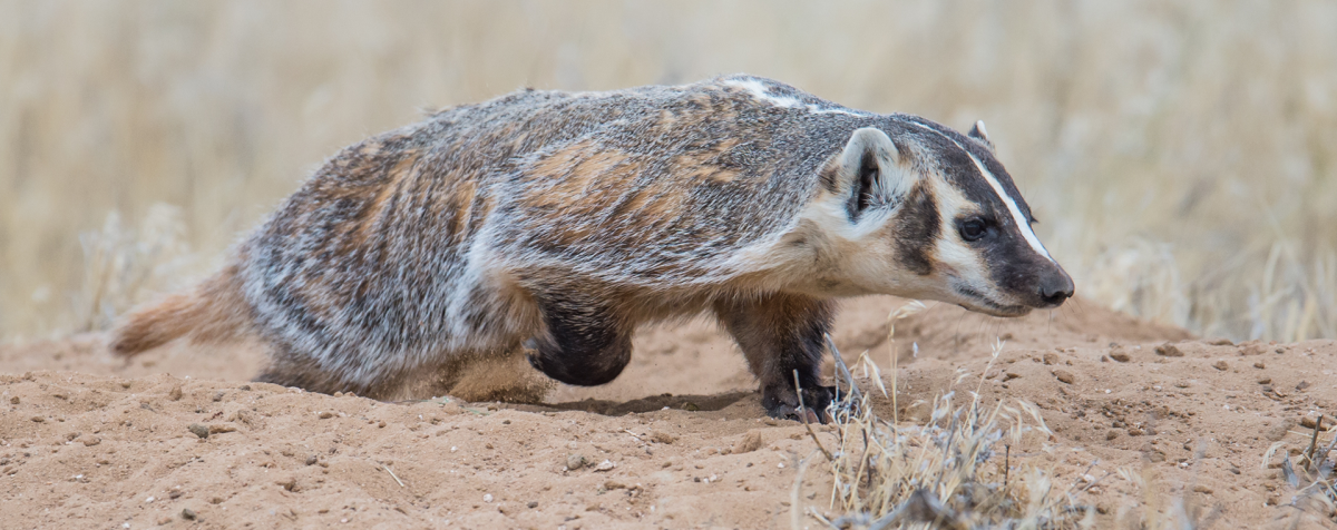 badger in field